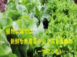 【植物工場】レタスを栽培品種の柱にして収益を安定化しよう